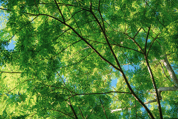Fototapeta na wymiar tree seen from below with completely green leaves