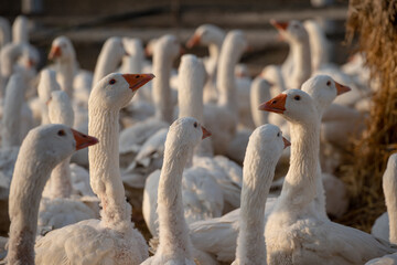 White Geese at the Farm