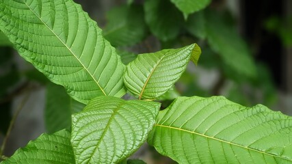 The tropical Kratom tree (Mitragyna speciosa). The leaves of the tree are a mild stimulant, and were traditionally chewed by farmers and labourers needing a boost or some light pain relief.