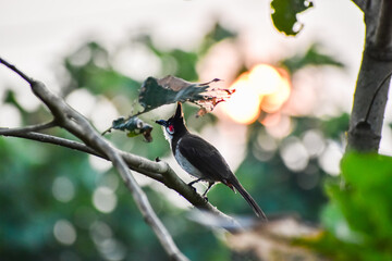 red billed hornbill