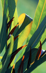 Tropical highly detailed macro soft focus ikebana inspired concept minimal plant stems and leaves in the sunlight.