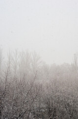 Winter urban frosty landscape - snow covered trees on foggy background