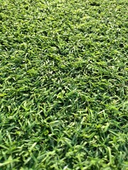 lighten grass floor