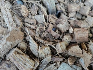 old Coconut bract 