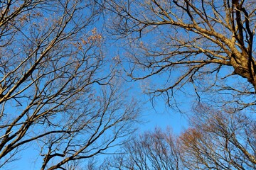 冬の空　落葉樹　風景