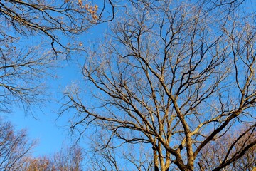 Fototapeta na wymiar 冬の空　落葉樹　風景