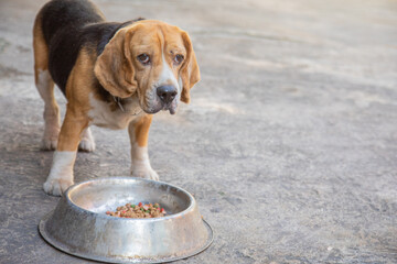 Close up and selective background of hungry beagle dog which is eating his breakfast outside the house under the daylight with blurred background of cement floor shows man's pet friendship feeding