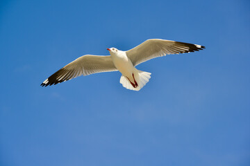 Obraz premium Seagulls flying in the sky