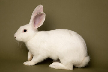 Studio portrait of a large white rabbit. The background is green. 