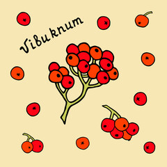 Vector image of viburnum berries. The drawing is drawn by hand.