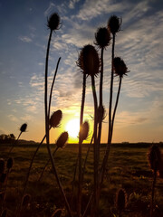 sunset in the field