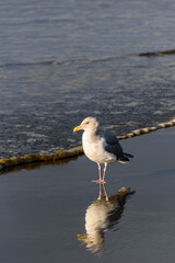 Gull walking at the tideline on a sunny day, reflection on wet sand, Ocean Shores, Washington State

