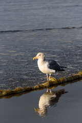 Gull walking at the tideline on a sunny day, reflection on wet sand, Ocean Shores, Washington State
