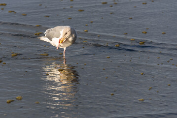 Gull standing in water at the tideline, itching face, on a sunny day, reflection on wet sand, Ocean Shores, Washington State
