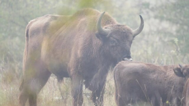 European bison bonasus bull watching over calves,foggy field,Czechia.