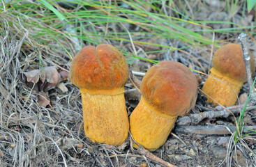 Edible mushrooms (Leccinium extremiorientale).