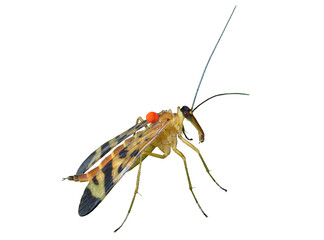 Insect Scorpion's tail (Panorpa Communis)