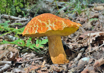 Edible mushroom (Leccinium extremiorientale).