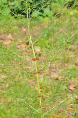 Plant wild asparagus (Asparagus schoberioides)