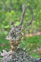 Figured twig