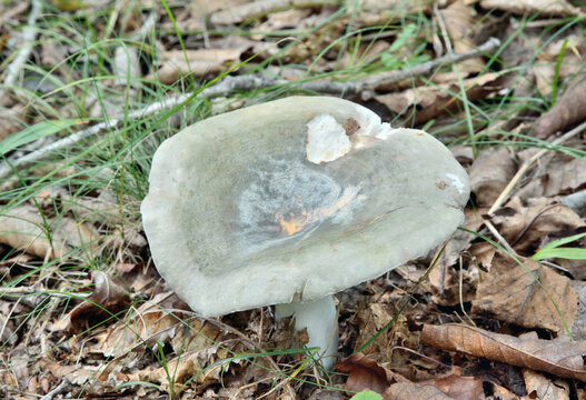 Edible mushrooms russula (Russula virescens)
