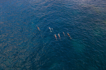 Large pod of dolphins swimming of the coast in the Fitzgerald River National Park. 