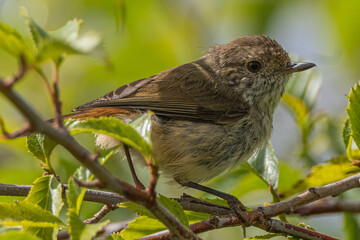 Tasmanian Thornbill