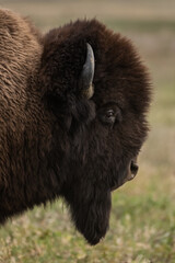 Face of Bison Looking to the Side