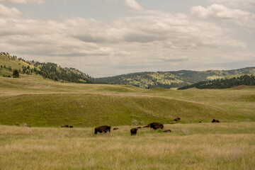 Herd of Bison Stop to Rest