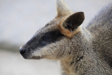 Close up Head shot of Swamp Wallaby