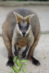 Fototapeta premium Adult Swamp Wallaby