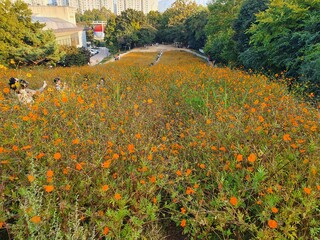 올림픽공원 꽃밭