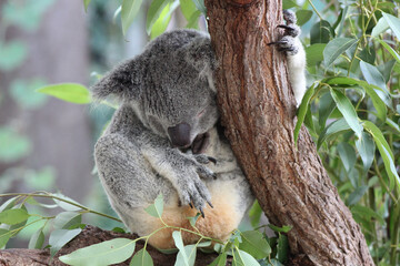 Adult Koala Sleeping in Gum Tree