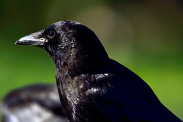 Crow
