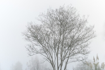 Mystery on a foggy day, silhouette of a deciduous tree, as a nature background
