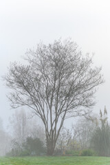 Fototapeta na wymiar Mystery on a foggy day, silhouette of a deciduous tree, as a nature background 