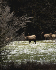 Elk in clearing