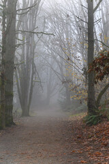Naklejka premium Gravel trail through foggy woods in late fall with leaves off the trees 