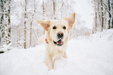 English Cream Golden Retriever is having the time of his life after snowfall in Pittsburgh, Western Pennsylvania. Keep calm and have fun.