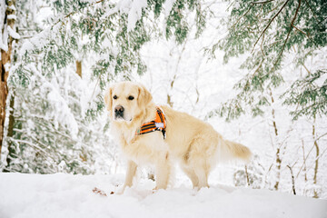 English Cream Golden Retriever is having the time of his life after snowfall in Pittsburgh, Western Pennsylvania. Keep calm and have fun.