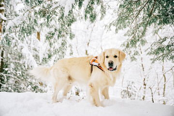 English Cream Golden Retriever is having the time of his life after snowfall in Pittsburgh, Western Pennsylvania. Keep calm and have fun.