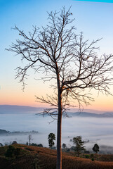 Fototapeta na wymiar foggy landscape forest in the morning beautiful sunrise mist cover mountain background with tree at countryside winter.