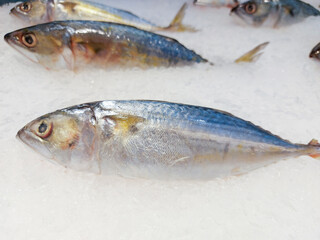 Fish on ice in the market, Fresh raw mackerel fish.