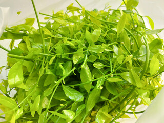 Obraz premium Pak-wan Tree, Melientha suavis Pierre fresh green vegetables local in thailand.