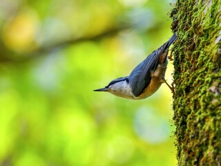 周囲を警戒しながら餌を探すゴジュウカラ
