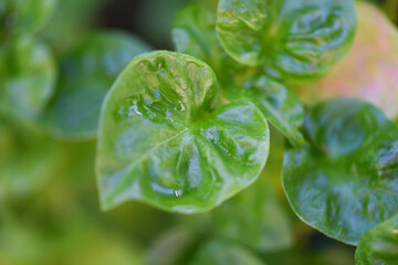 Watercress growing in the vegetable garden plant green leaf, Fresh watercress salad and herb.