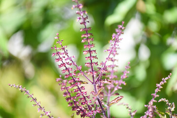 Purple holy basil leaf and flower nature vegetable garden on wooden table kitchen herb and food - Ocimum sanctum , green sweet basil in thailand. - obrazy, fototapety, plakaty