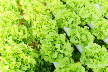 Hydroponic lettuce growing in garden hydroponic farm lettuce salad organic for health food,...