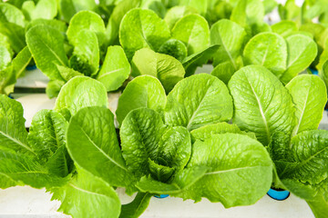 Hydroponic lettuce growing in garden hydroponic farm lettuce salad organic for health food,...