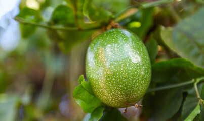 Passion fruit growing on vine tree plant, Fresh raw green passion fruit.